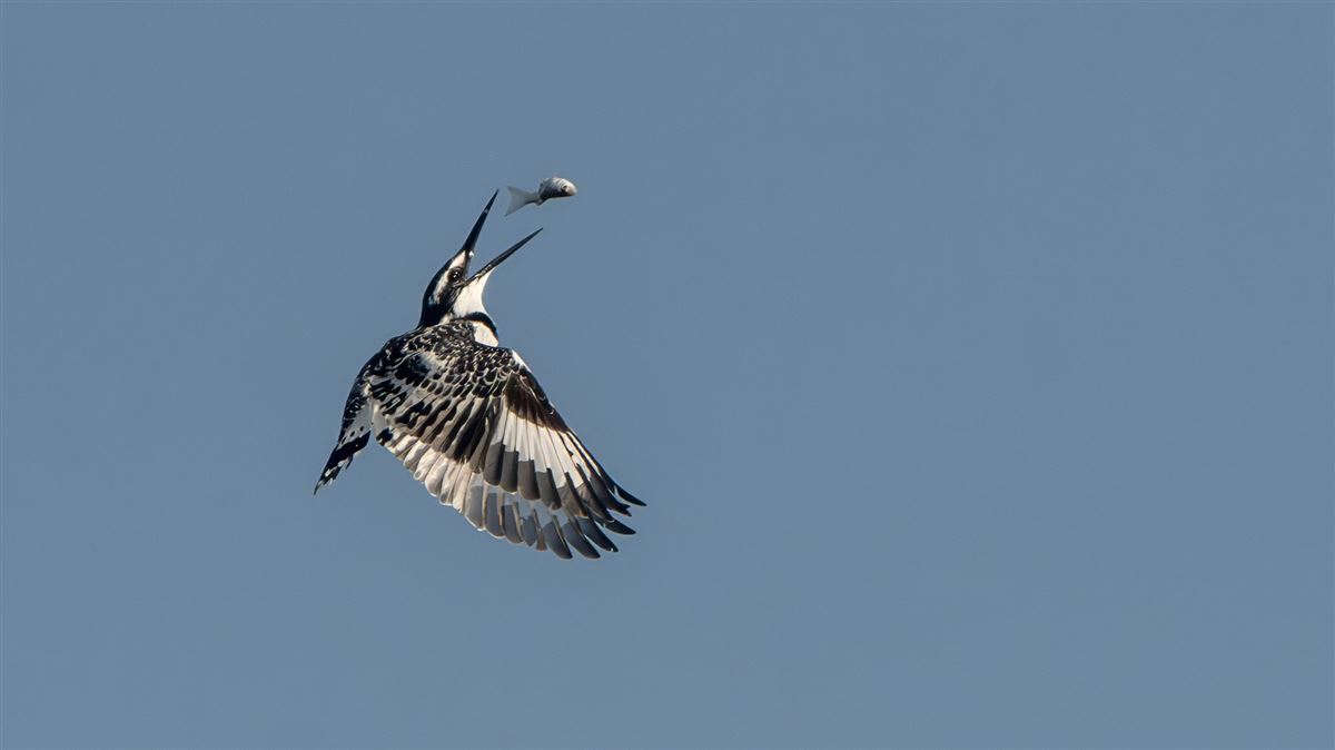 Pied Kingfisher