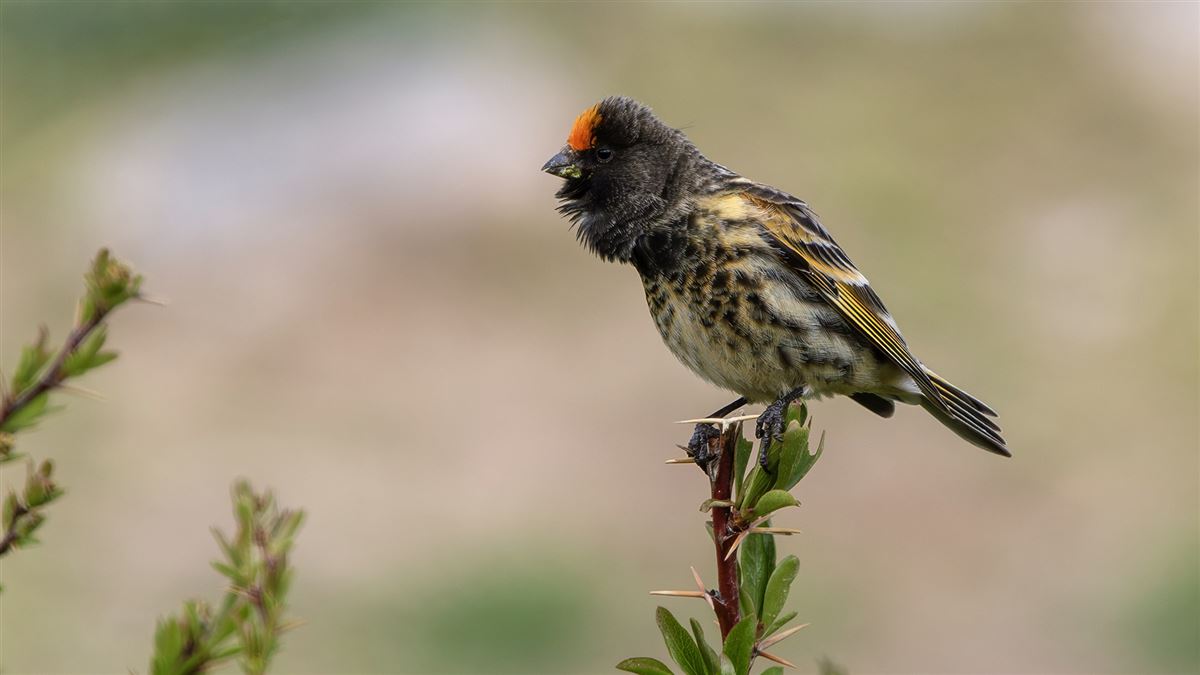 Red-fronted Serin