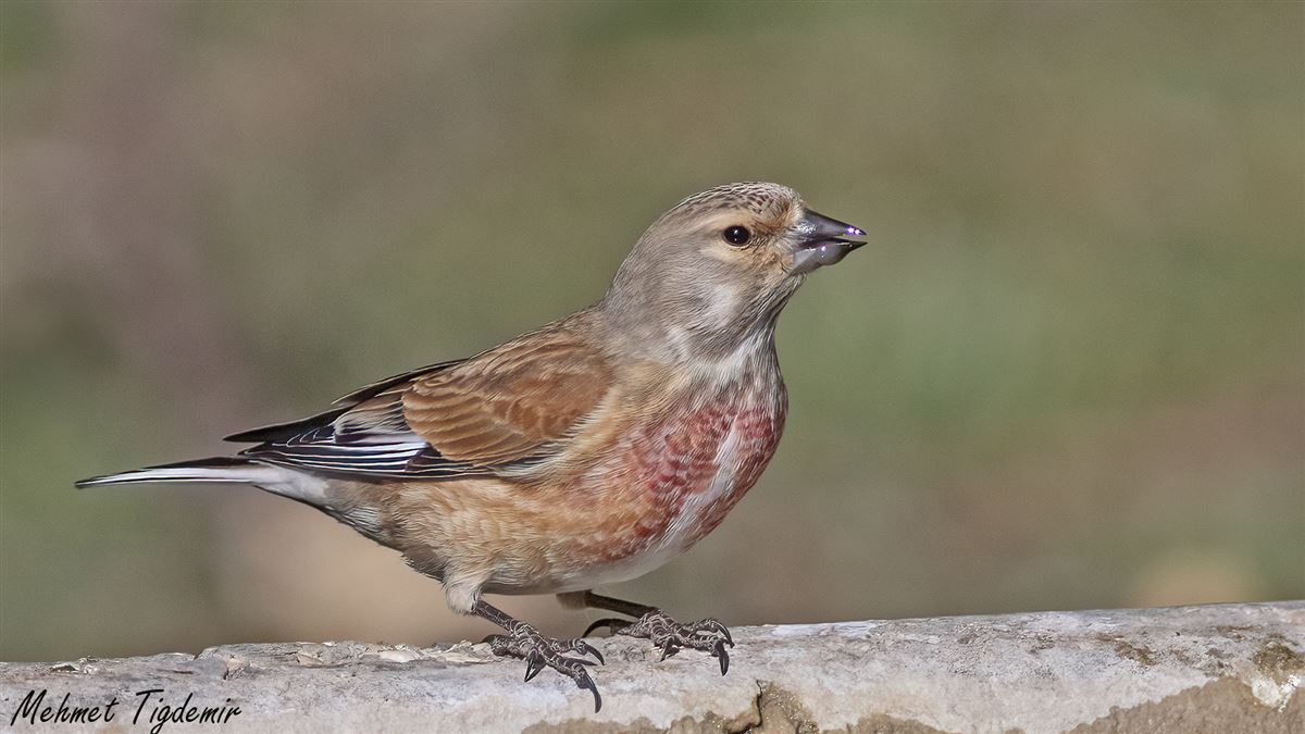Common Linnet