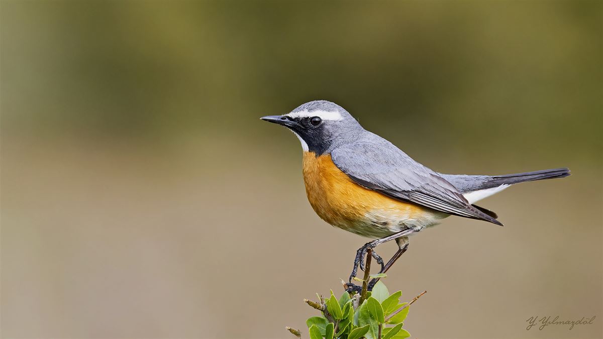 White-throated Robin