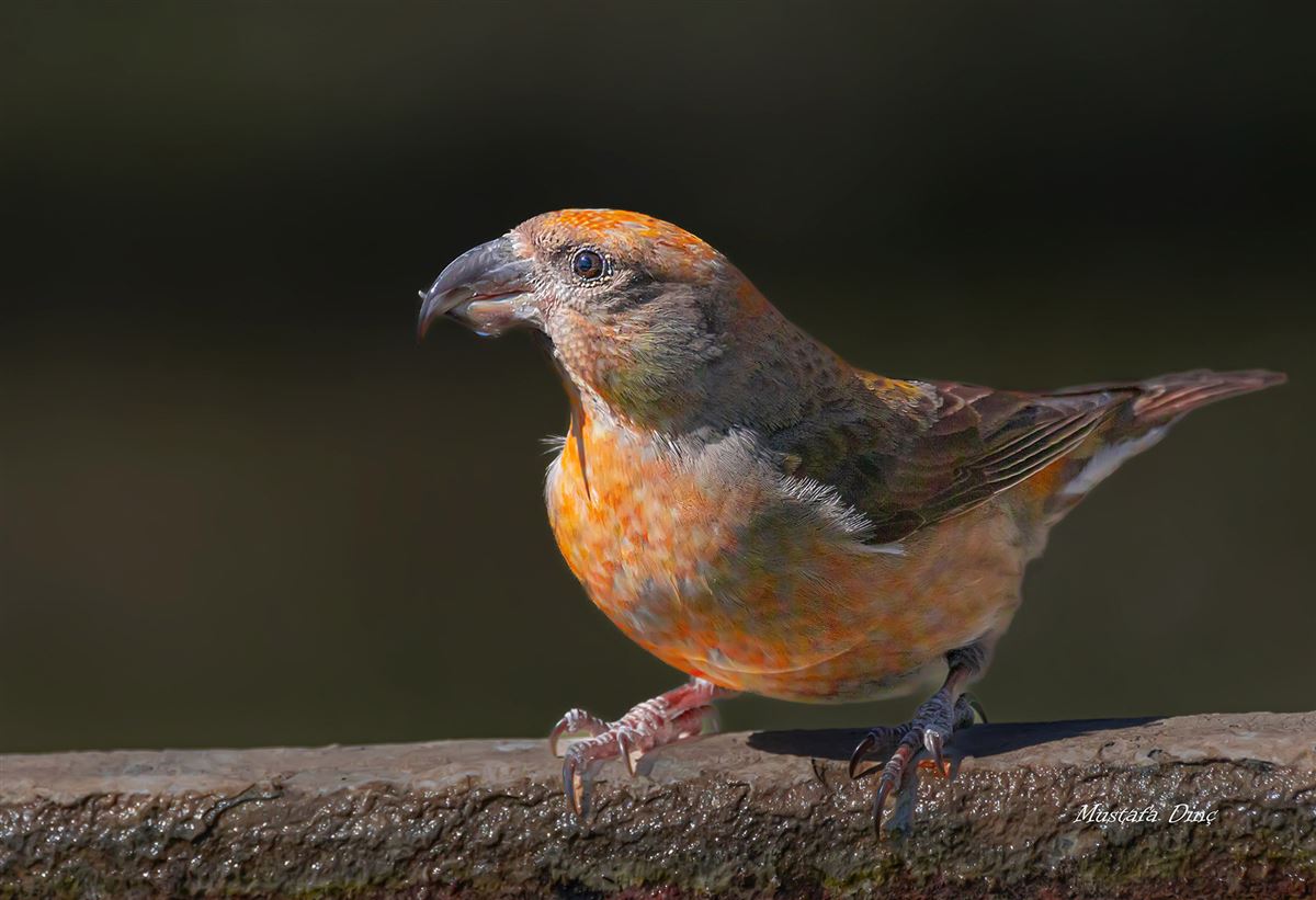 Red Crossbill