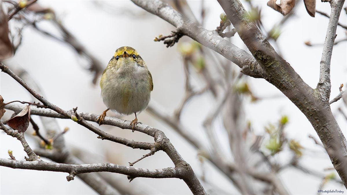 Pallas`s Leaf Warbler