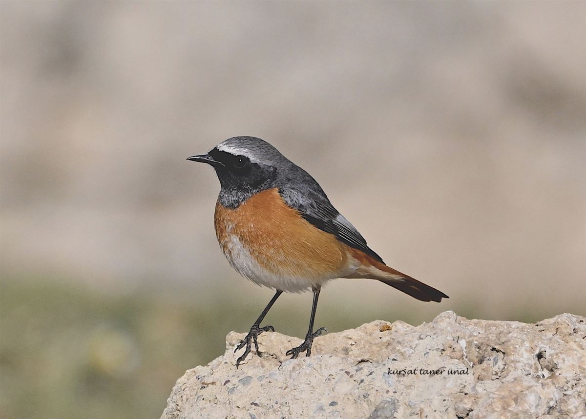 Common Redstart