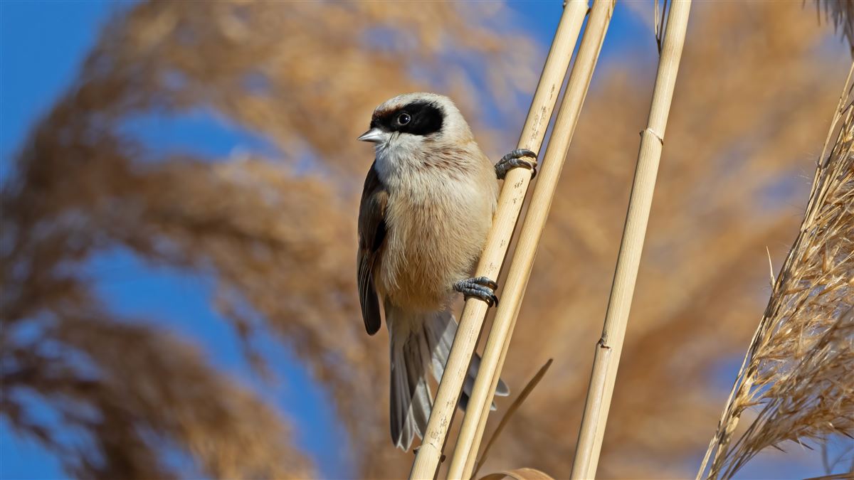 Eurasian Penduline Tit
