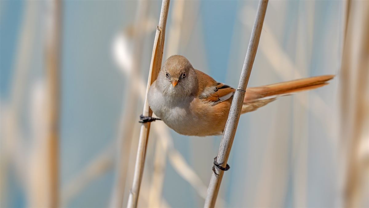 Bearded Reedling