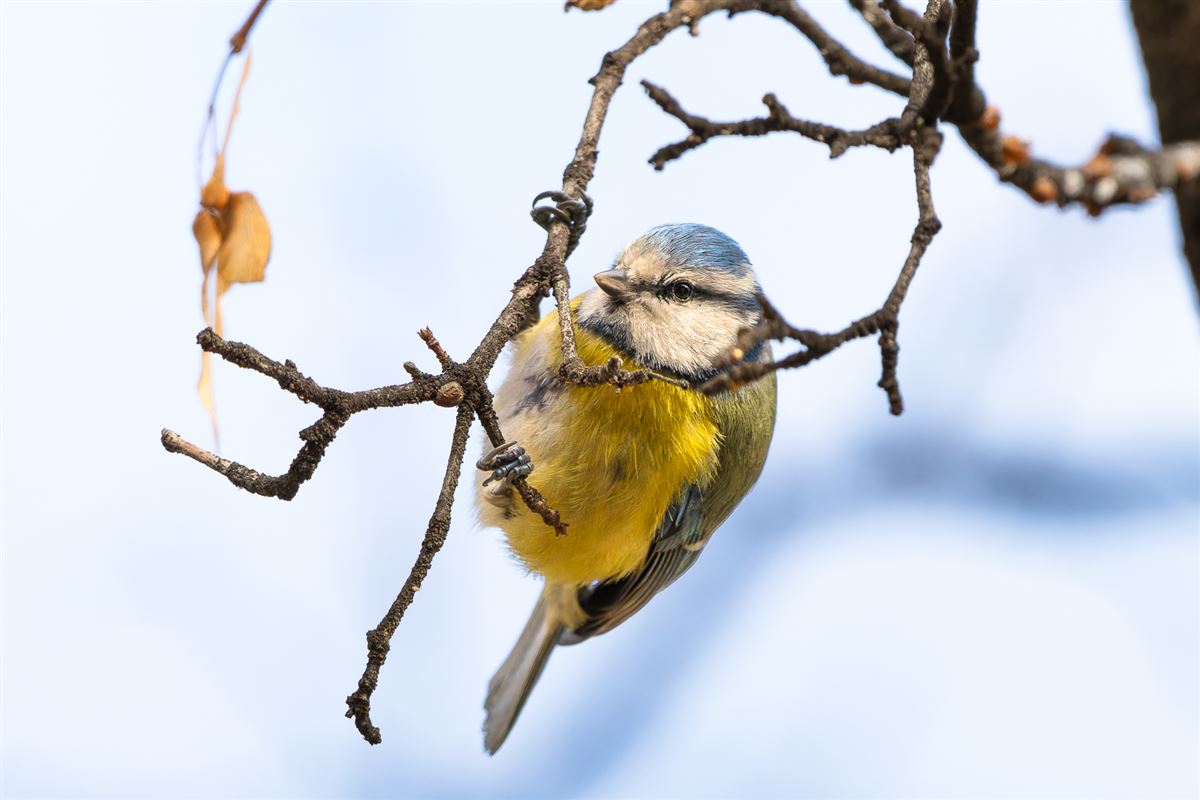 Eurasian Blue Tit