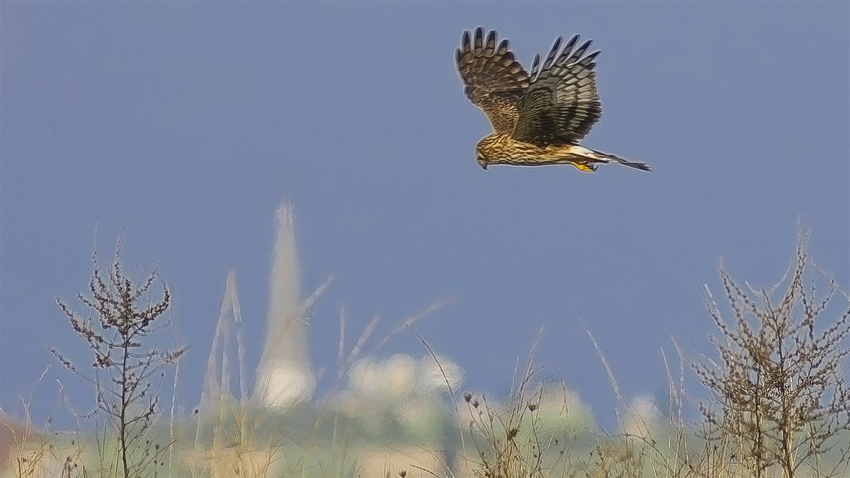 Hen Harrier