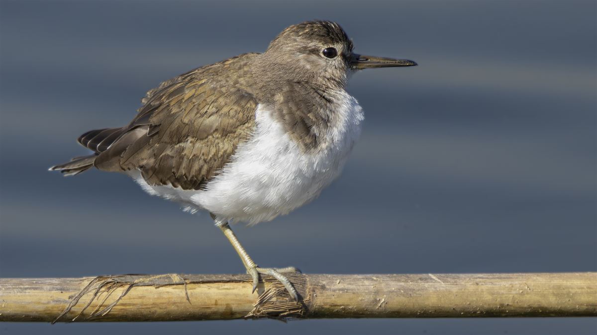 Common Sandpiper