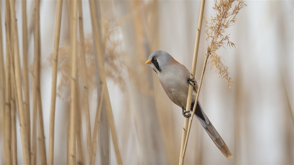 Bearded Reedling