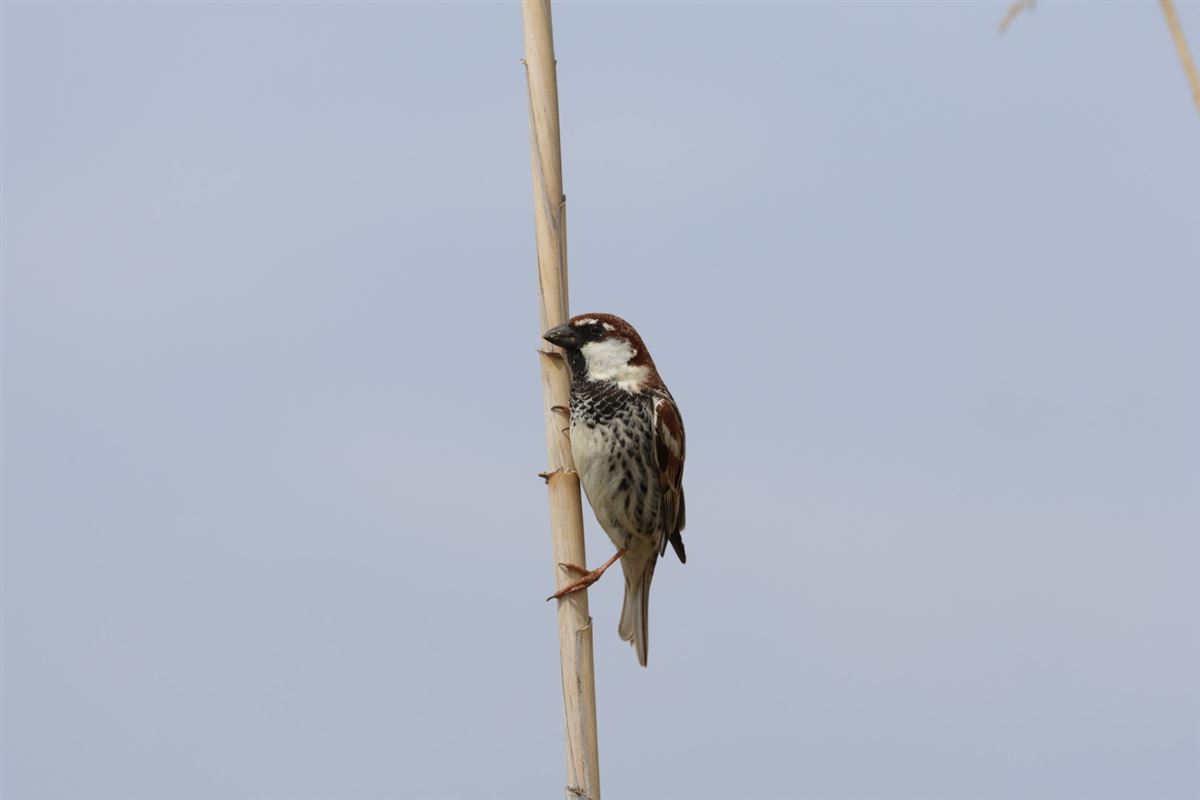 Spanish Sparrow
