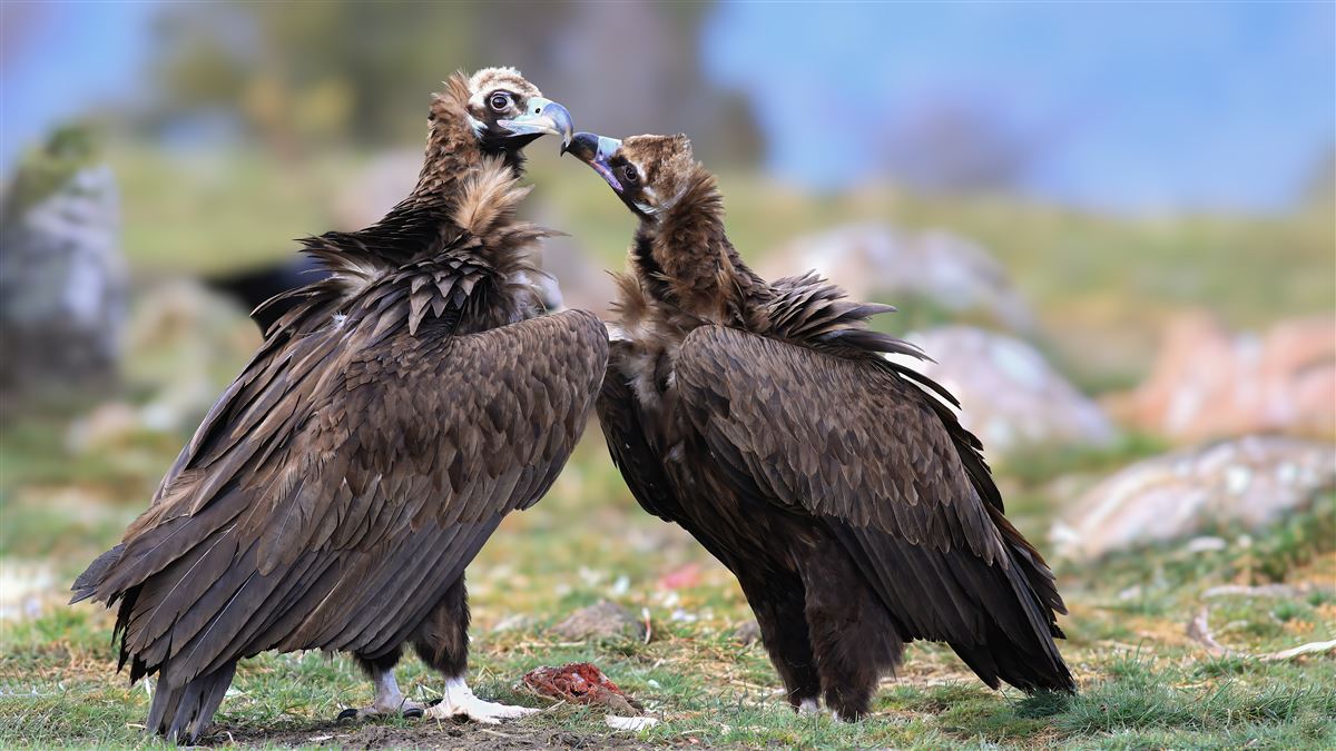 Cinereous Vulture