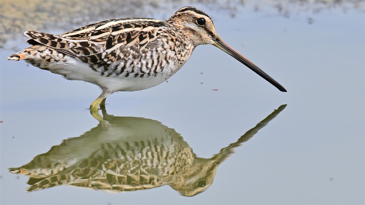Common Snipe