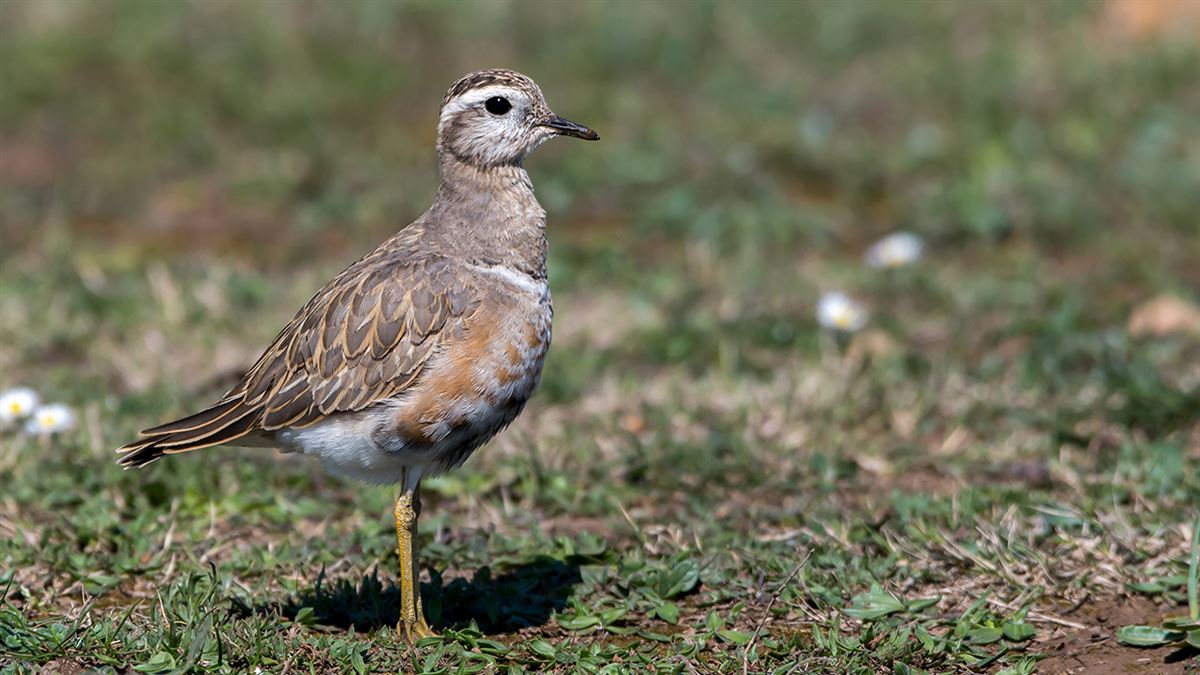 Eurasian Dotterel