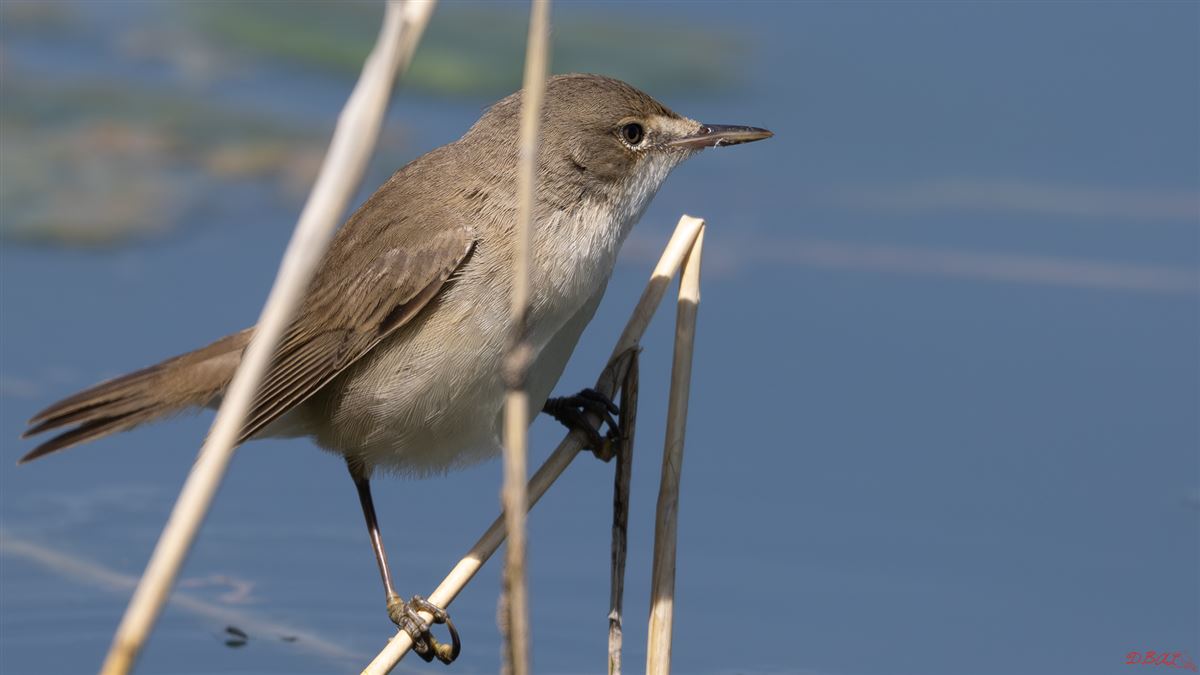Common Reed Warbler