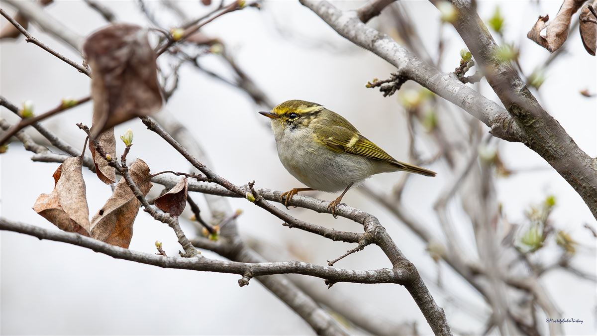Pallas`s Leaf Warbler