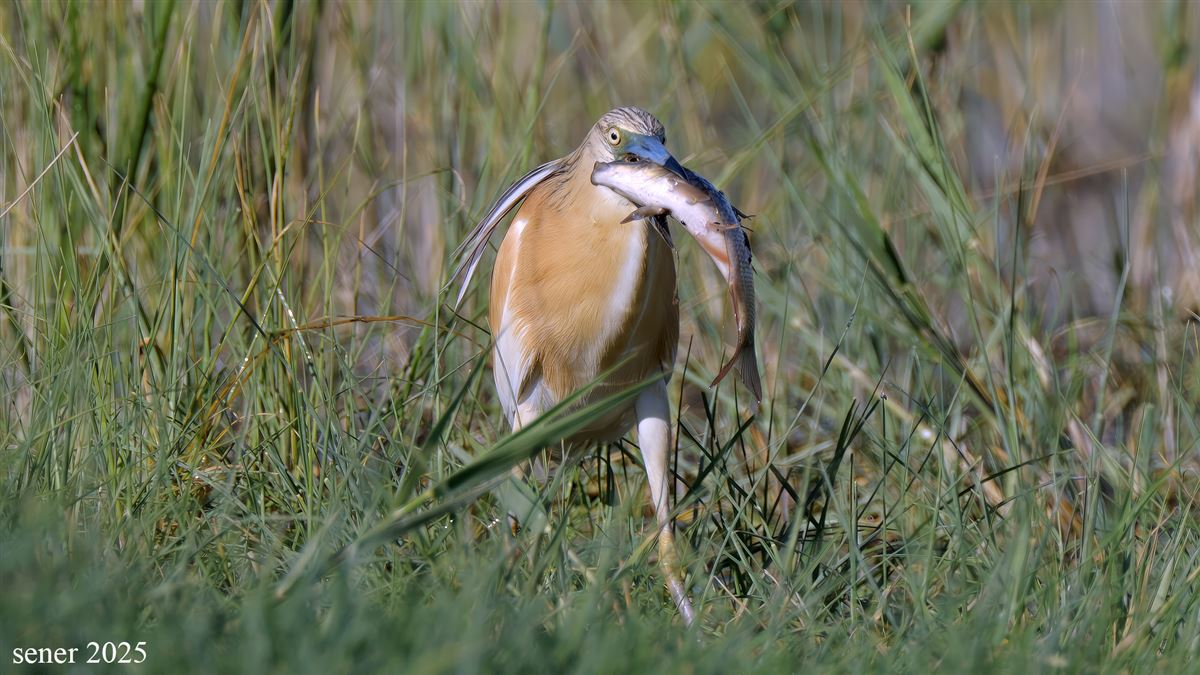 Squacco Heron