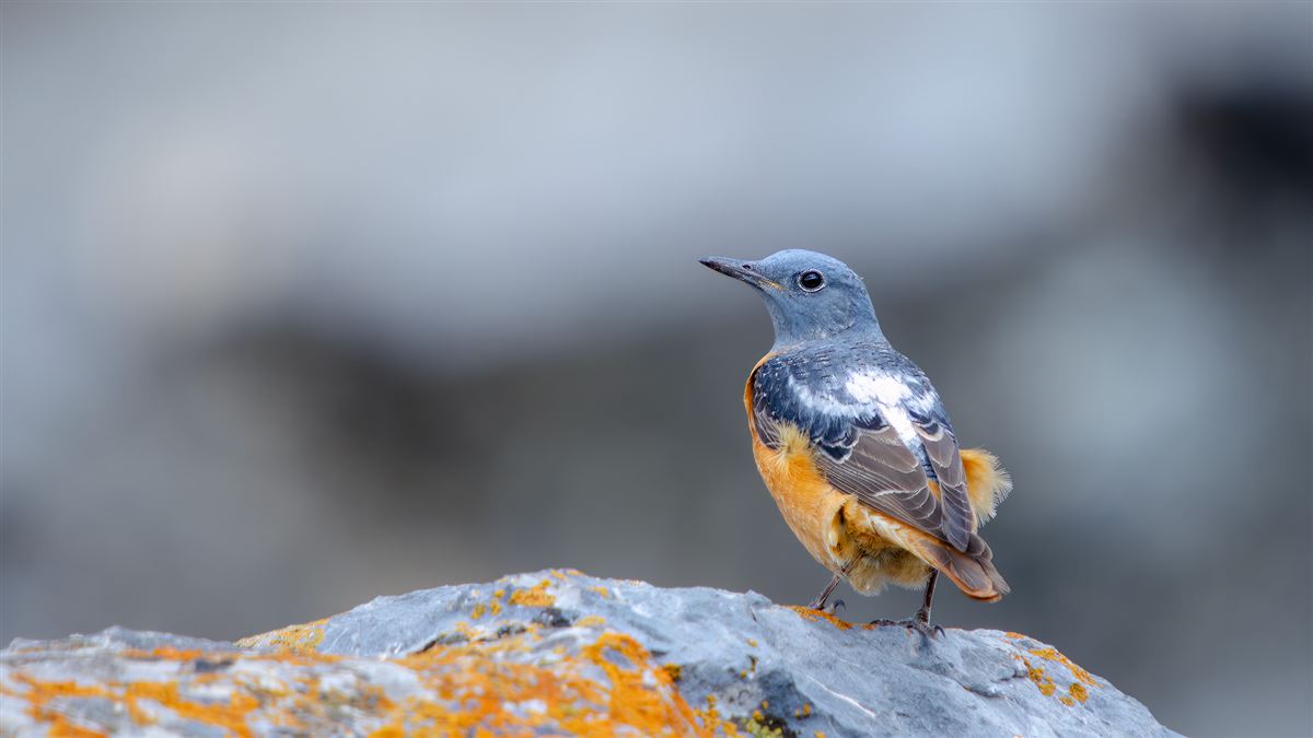 Common Rock Thrush
