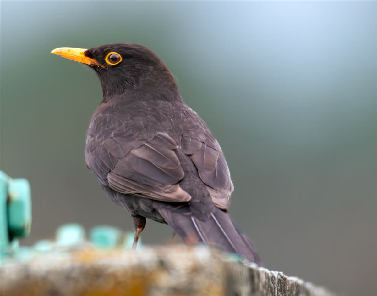 Common Blackbird
