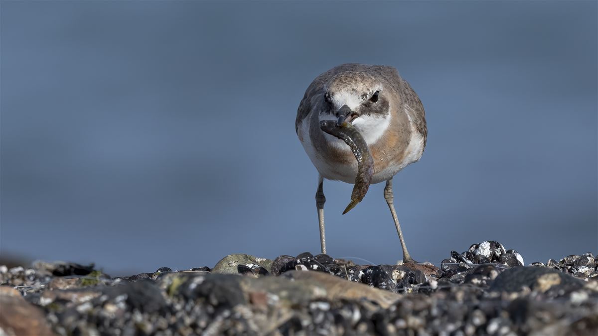 Greater Sand Plover