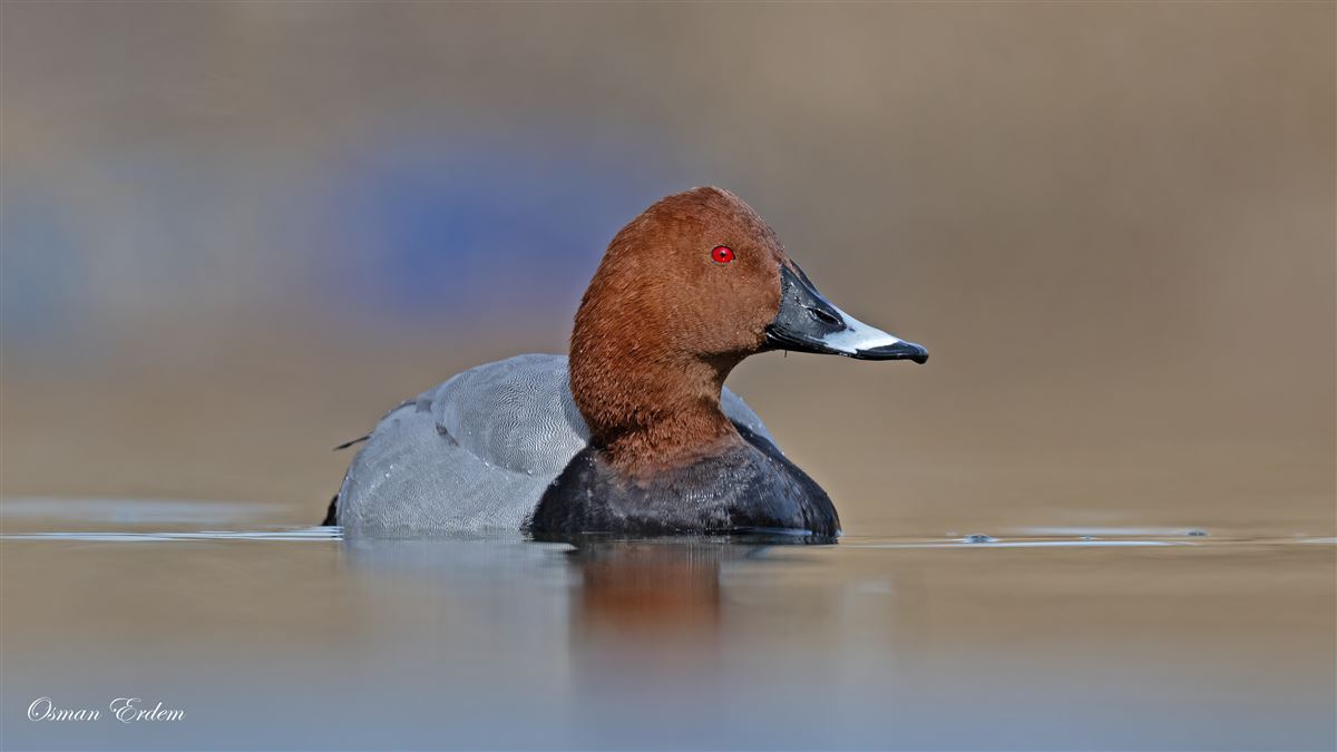 Common Pochard