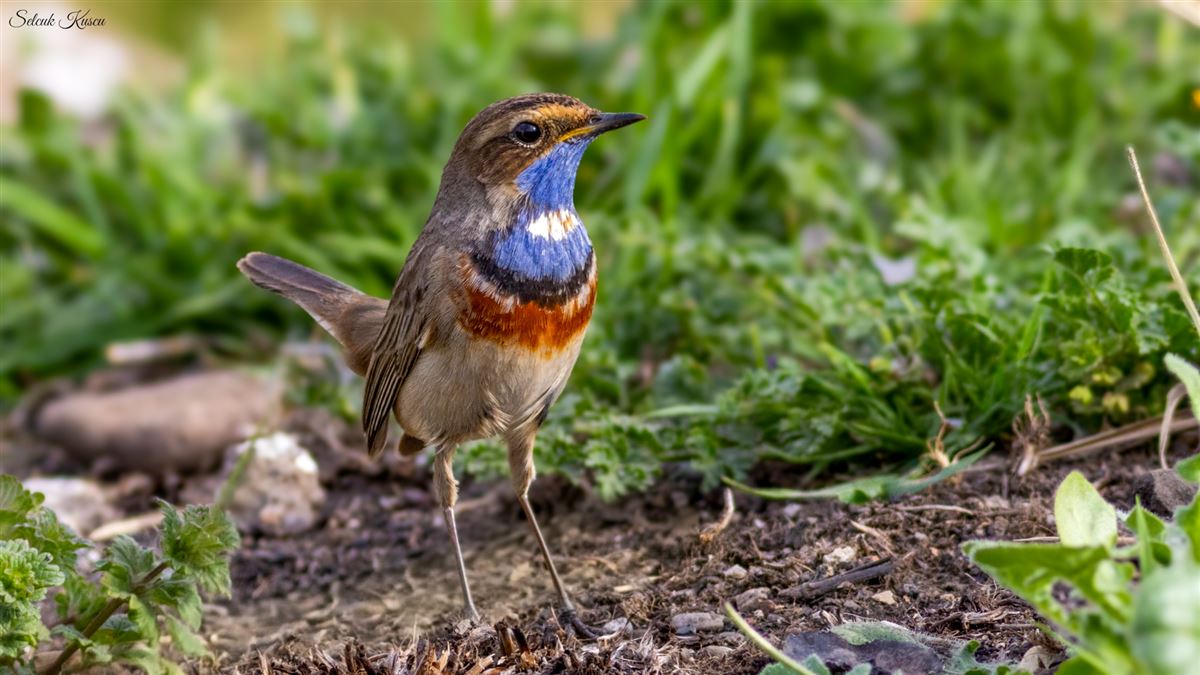 Bluethroat