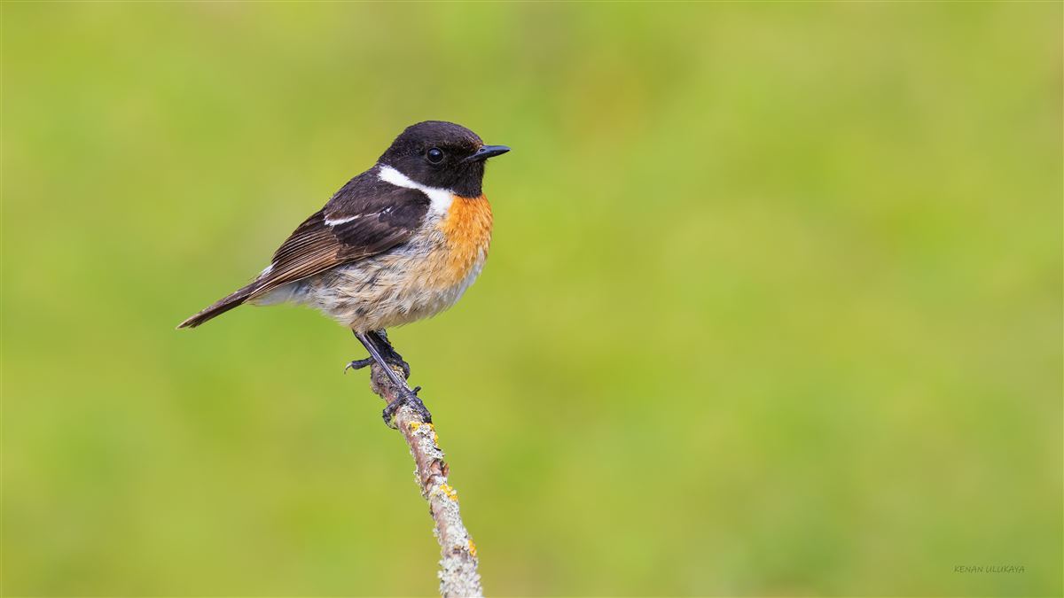 European Stonechat