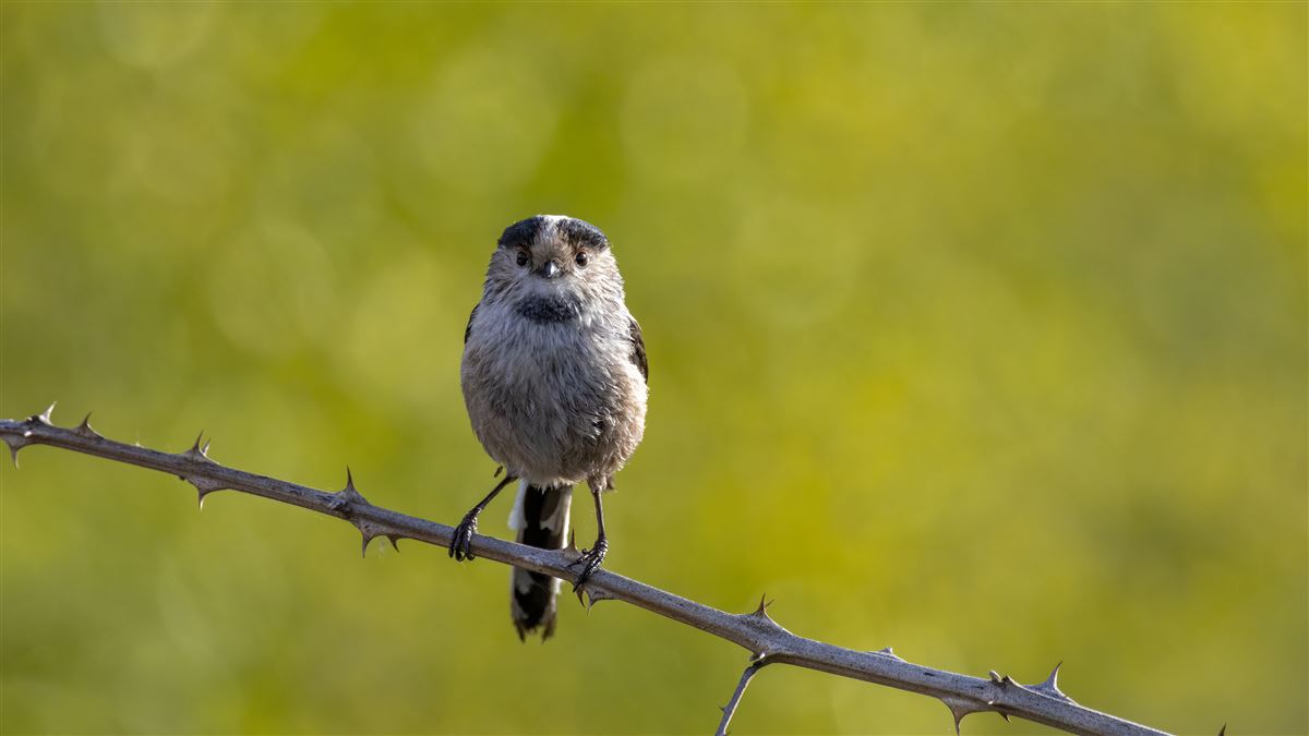 Long-tailed Tit