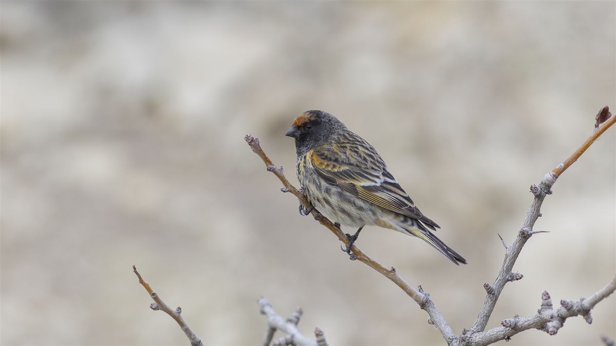 Red-fronted Serin