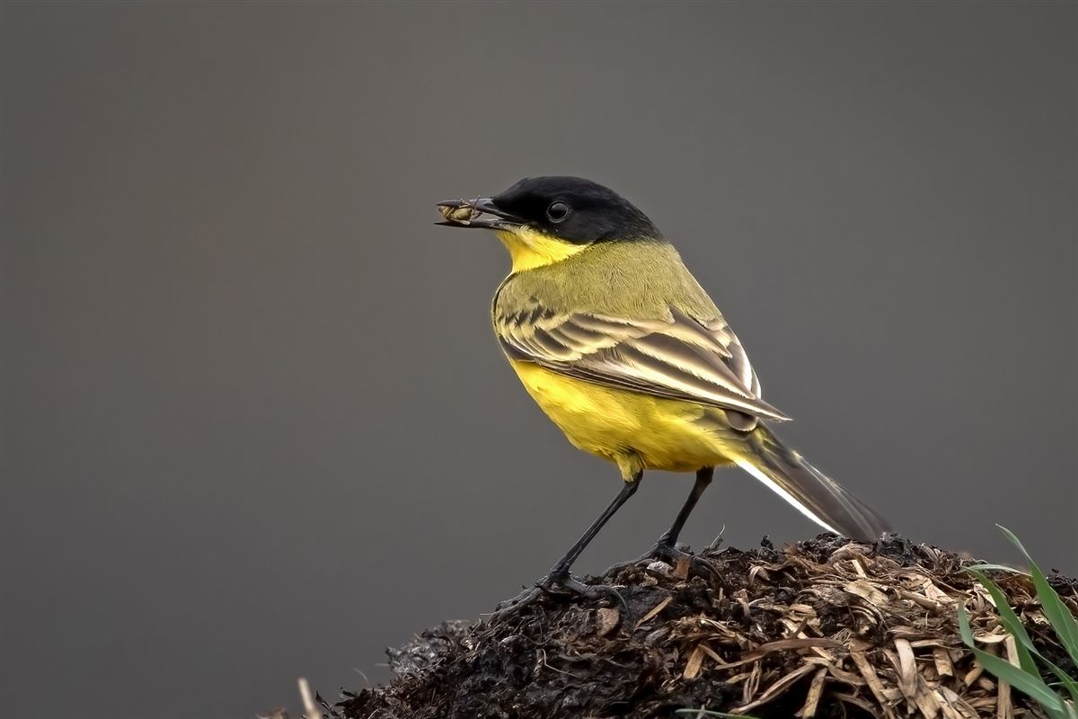 Western Yellow Wagtail
