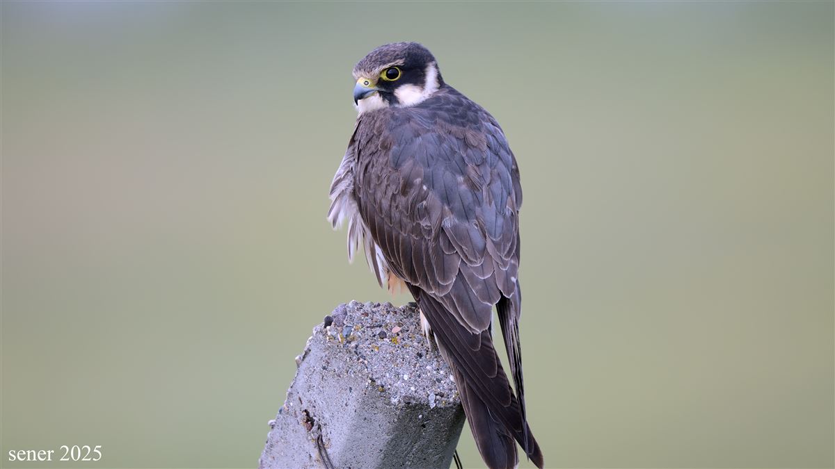 Eurasian Hobby