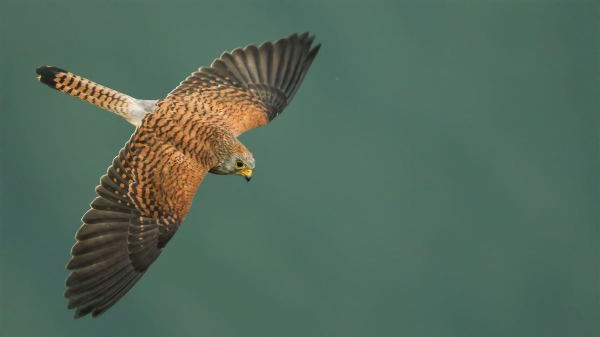 Lesser Kestrel