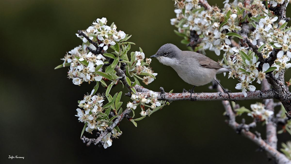 Lesser Whitethroat