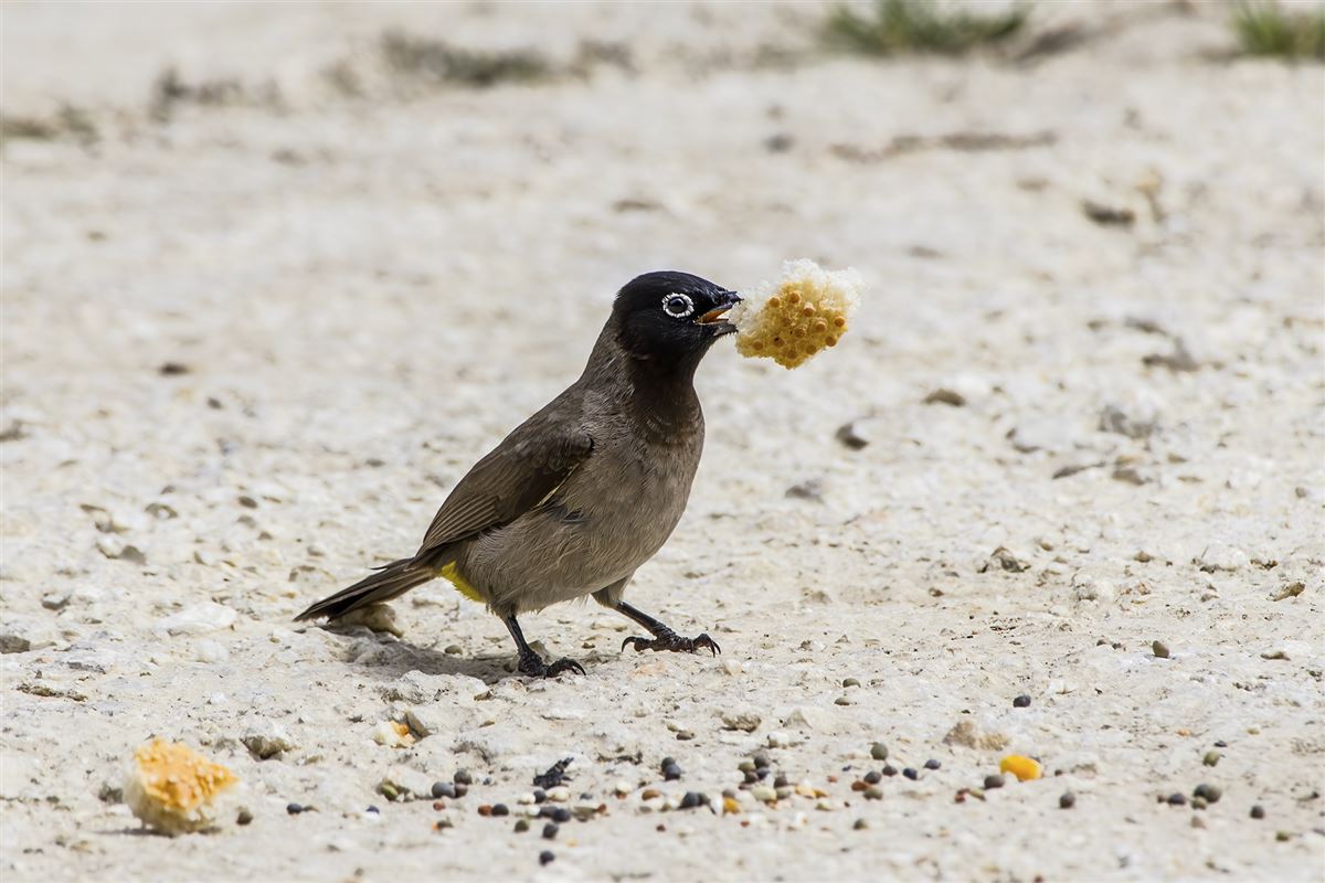 White-spectacled Bulbul