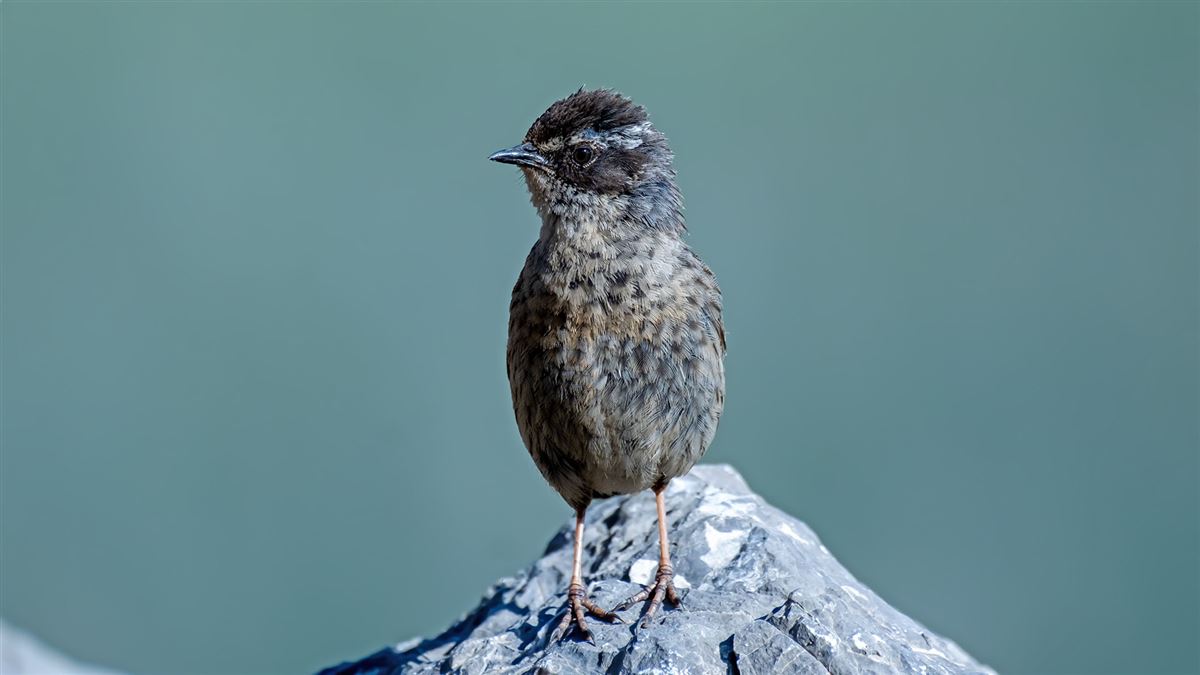 Radde`s Accentor