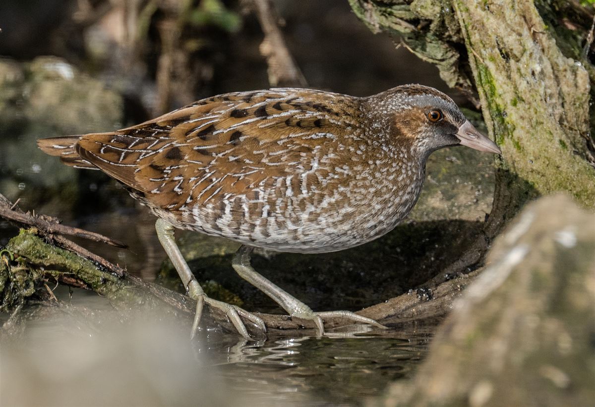 Spotted Crake