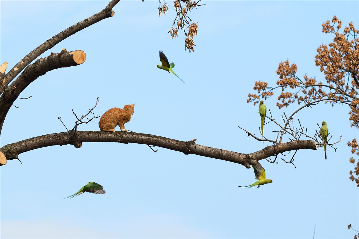 Rose-ringed Parakeet