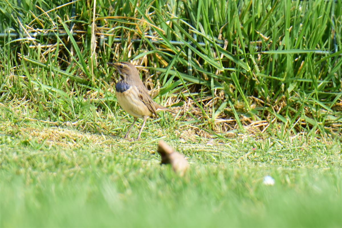 Bluethroat