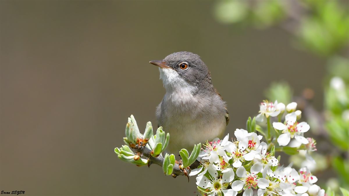 Common Whitethroat