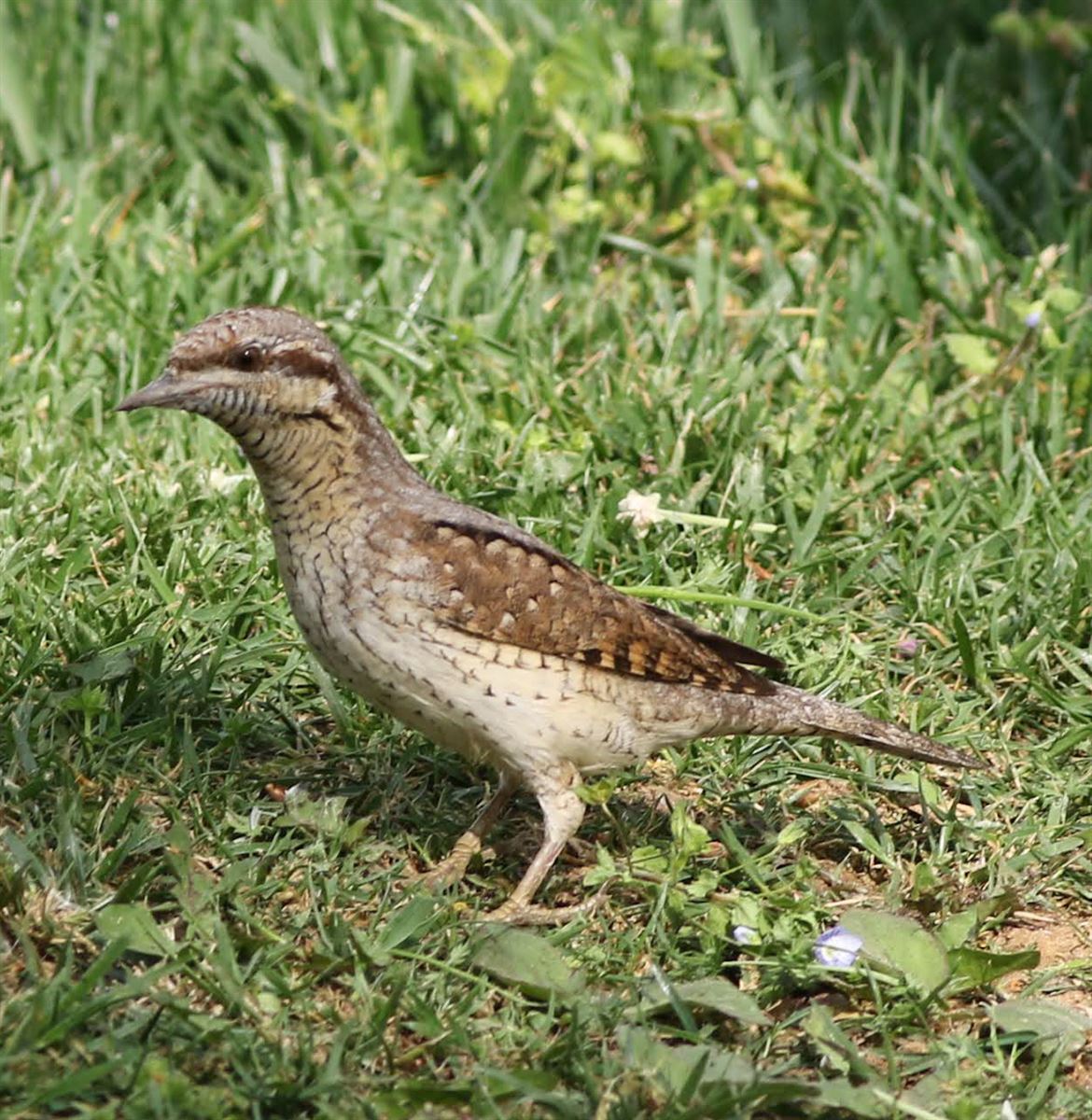 Eurasian Wryneck