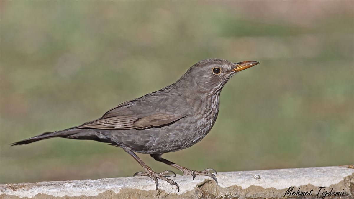 Common Blackbird