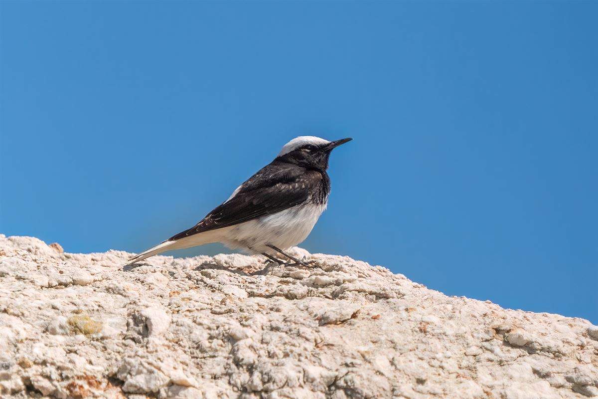 Hooded Wheatear