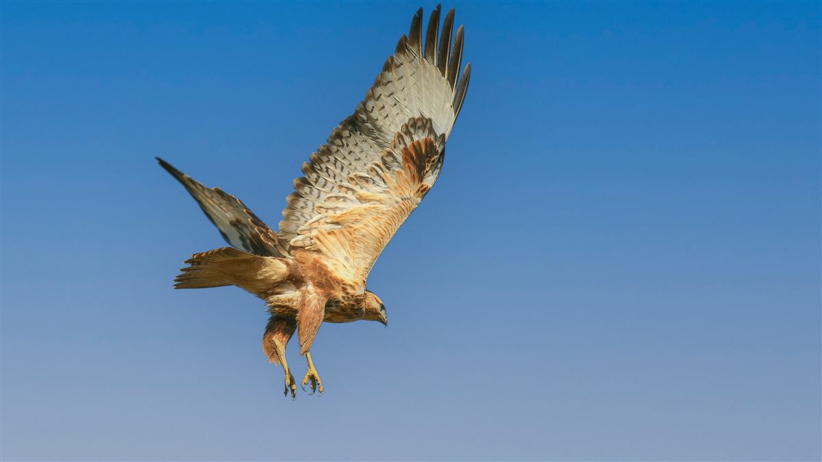 Long-legged Buzzard