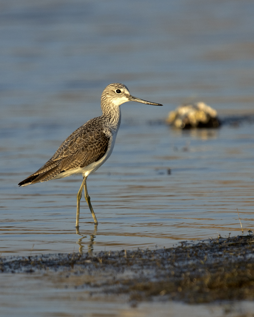 Common Greenshank