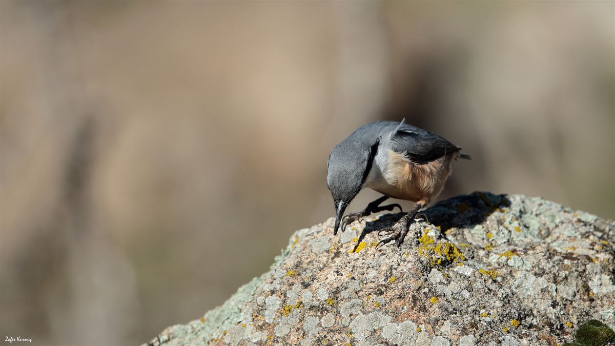 Western Rock Nuthatch