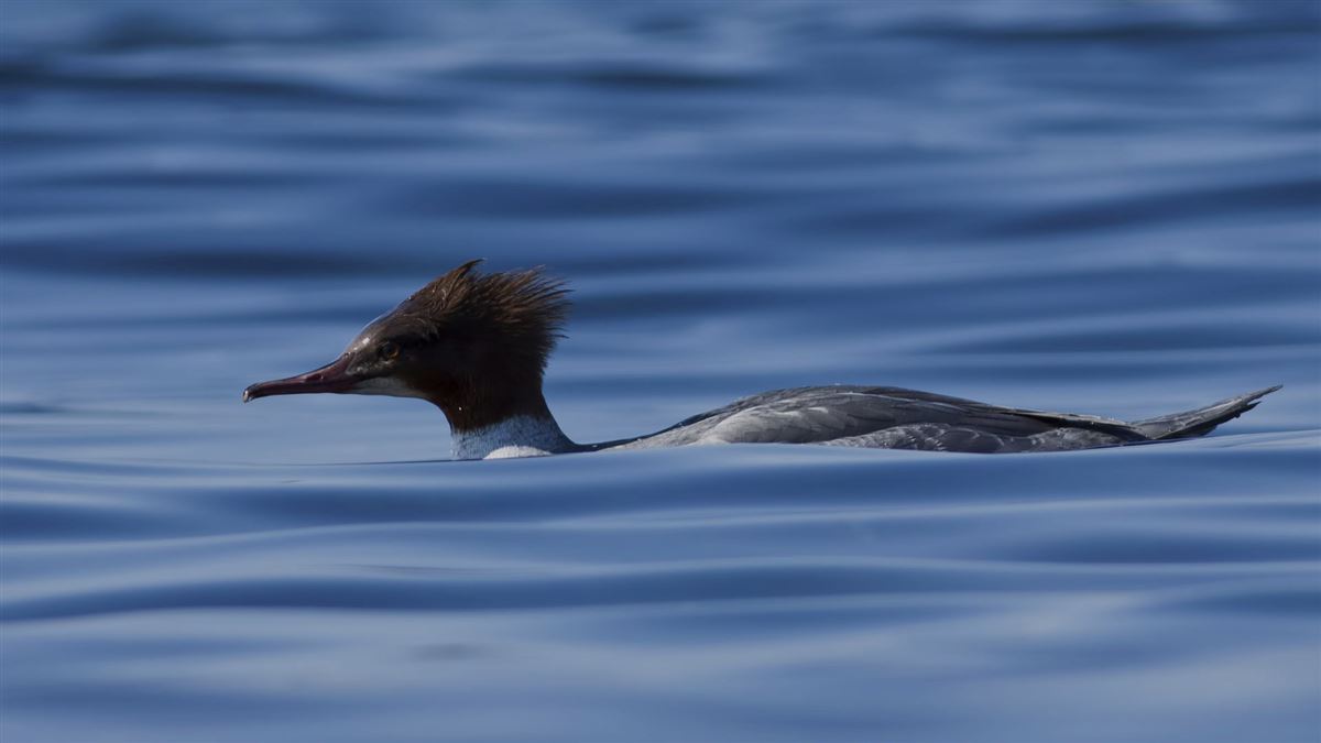 Common Merganser