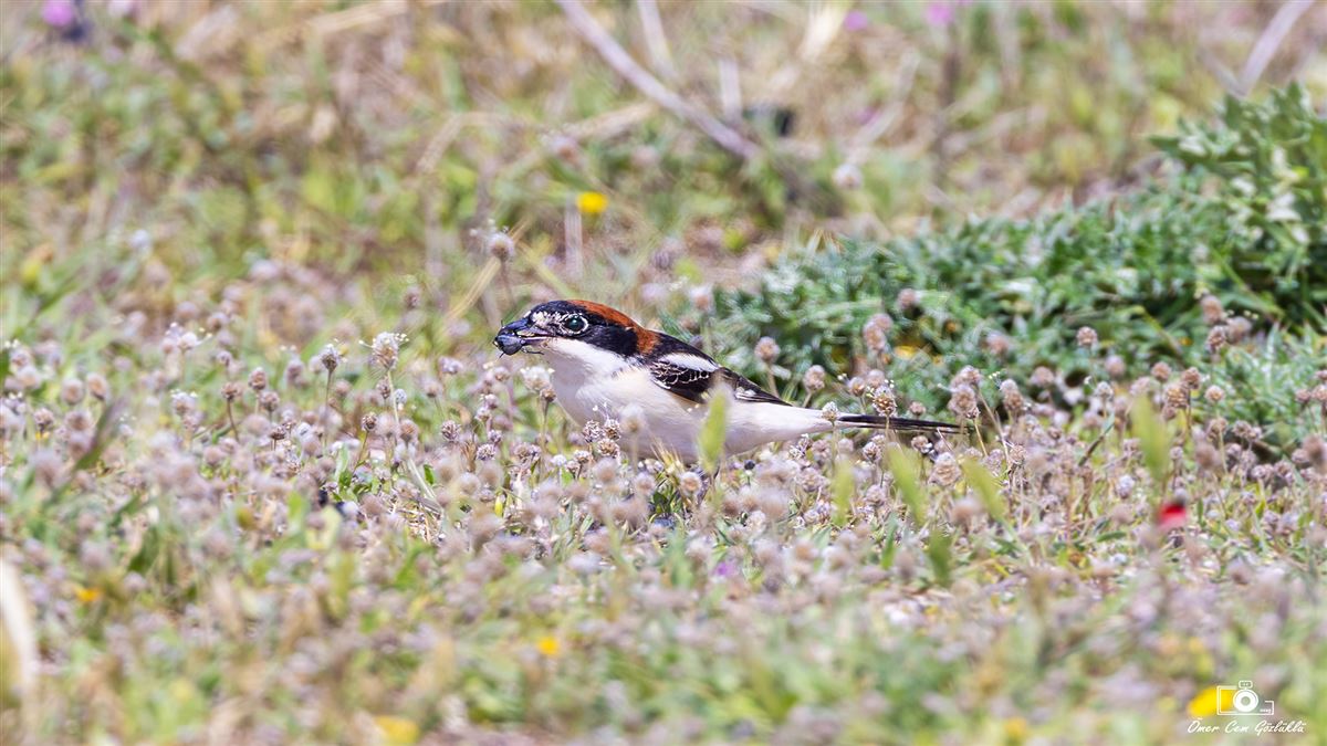 Woodchat Shrike