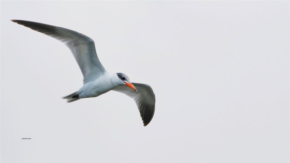 Caspian Tern
