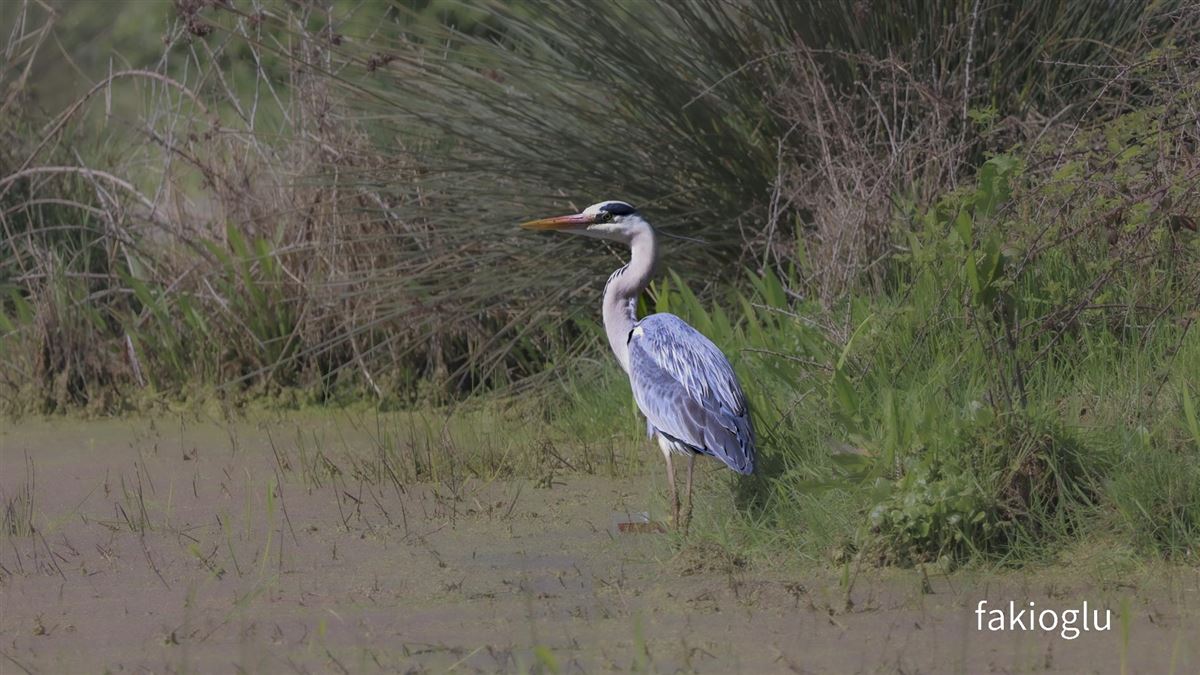 Grey Heron