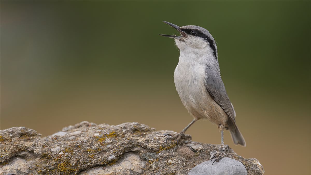 Western Rock Nuthatch