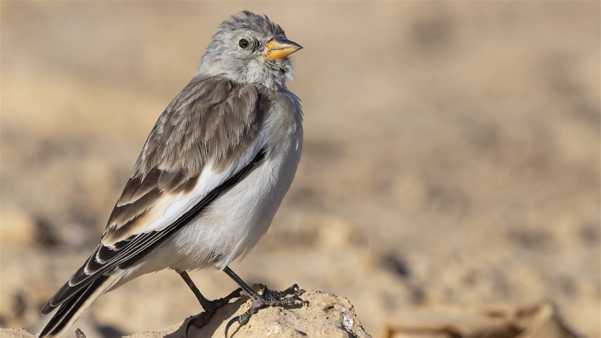 White-winged Snowfinch